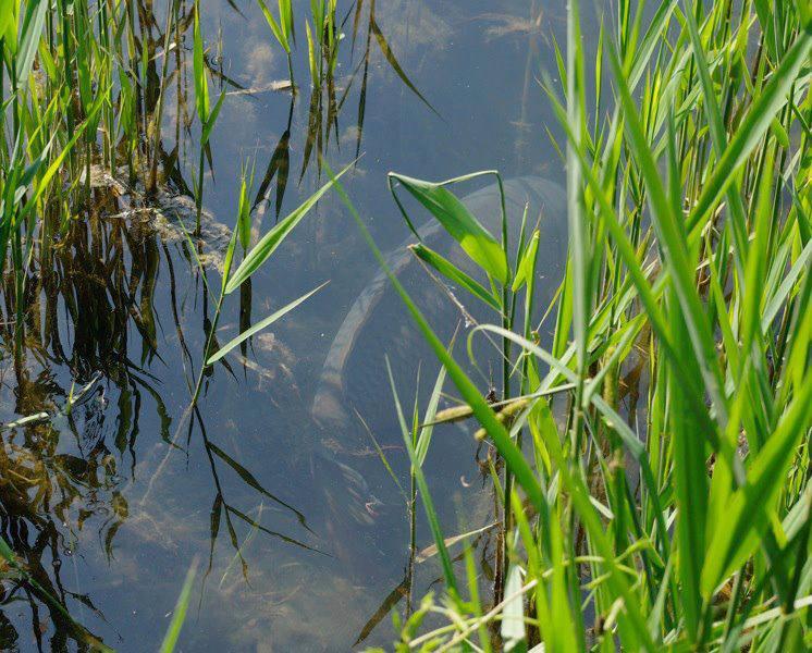 crapi - 947024144846555701878907524619n.jpg